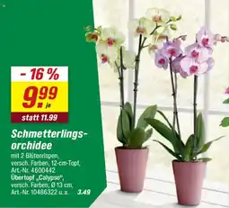 toom Baumarkt Schmetterlings-orchidee Angebot