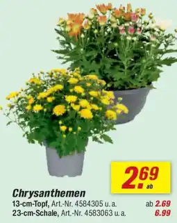 toom Baumarkt Chrysanthemen Angebot