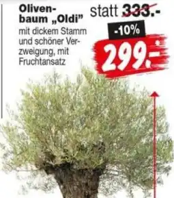 Repo Markt Olivenbaum "Oldi" Angebot