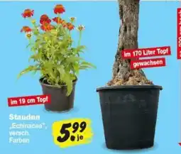 Repo Markt Stauden "Echinacea" Angebot