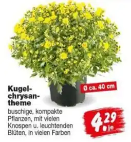 Repo Markt Kugel-chrysanthem Angebot