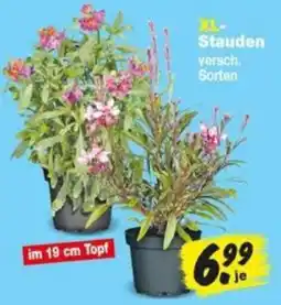Repo Markt XL-Stauden Angebot