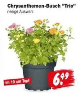 Repo Markt Chrysanthemen-Busch "Trio" Angebot