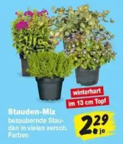 Repo Markt Stauden-Mix Angebot