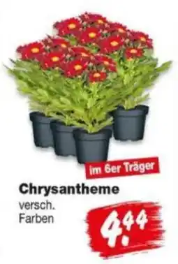 Repo Markt Chrysantheme Angebot
