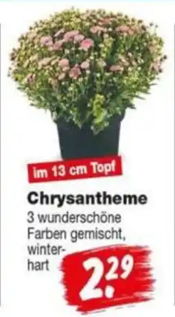 Repo Markt Chrysantheme Angebot