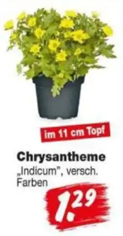 Repo Markt Chrysantheme "Indicum" Angebot