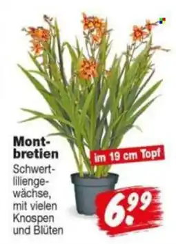 Repo Markt Montbretien Schwertlilienpflanze Angebot