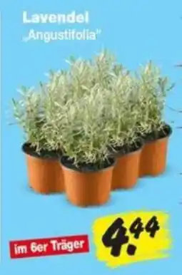 Repo Markt Lavendel "Angustifolia" Angebot