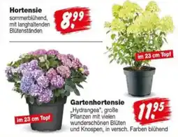 Repo Markt Hortensie Angebot
