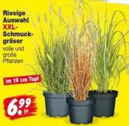 Repo Markt Riesige Auswahl XXL-Schmuckgräser Angebot
