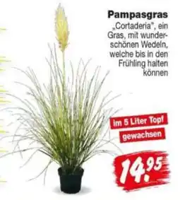 Repo Markt Pampasgras Angebot