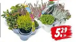 Repo Markt Beet Pflanzen Angebot
