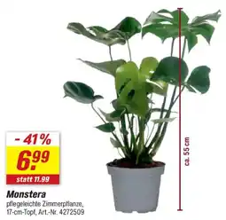toom Baumarkt Monstera pflegeleichte Zimmerpflanze Angebot