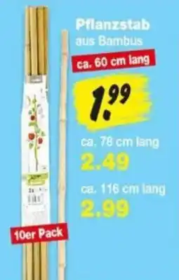 Repo Markt Pflanzstab aus Bambus Angebot
