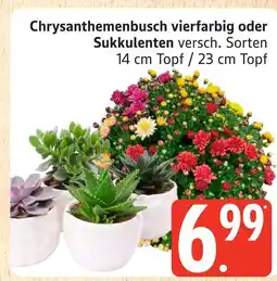 Marktkauf Chrysanthemenbusch vierfarbig oder sukkulenten versch. sorten Angebot