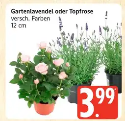 Marktkauf Gartenlavendel oder topfrose Angebot