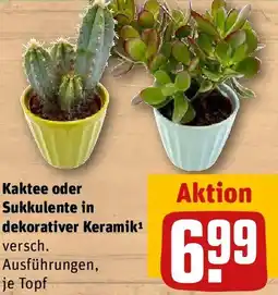 REWE Kaktee oder Sukkulente in dekorativer Keramik Angebot