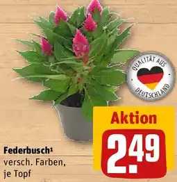 REWE Federbusch Angebot