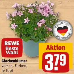 REWE Glockenblume Angebot