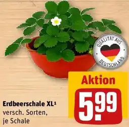 REWE Erdbeerschale XL Angebot