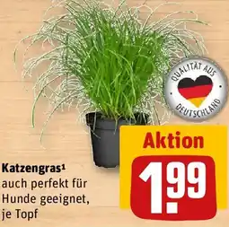 REWE Katzengras Angebot