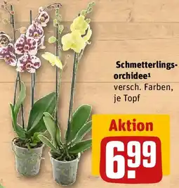 REWE Schmetterlingsorchidee Angebot