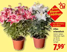 Lidl Lilien orientalisch Angebot