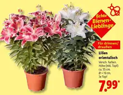 Lidl Lilien orientalisch Angebot