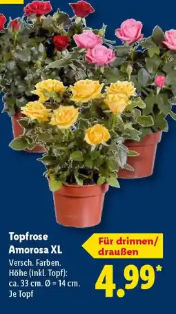 Lidl Topfrose Amorosa XL Angebot