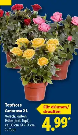 Lidl Topfrose Amorosa XL Angebot