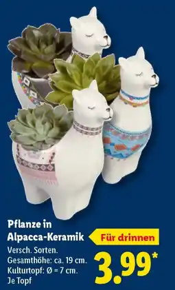 Lidl Pflanze in Alpacca-Keramik Angebot
