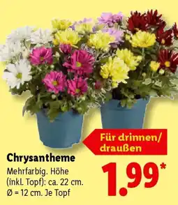 Lidl Chrysantheme Angebot