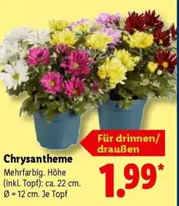 Lidl Chrysantheme Angebot