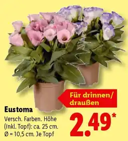 Lidl Eustoma Angebot