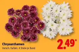 Lidl Chrysanthemen Angebot