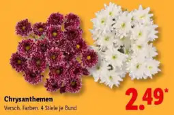 Lidl Chrysanthemen Angebot