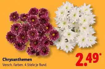 Lidl Chrysanthemen Angebot
