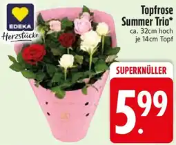 Edeka EDEKA Herzstücke Topfrose Summer Trio Angebot