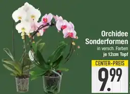 E-Center Orchidee Sonderformen Angebot