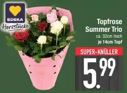 E-Center EDEKA Herzstücke Topfrose Summer Trio Angebot
