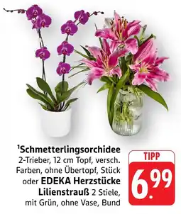 Marktkauf Schmetterlingsorchidee Angebot