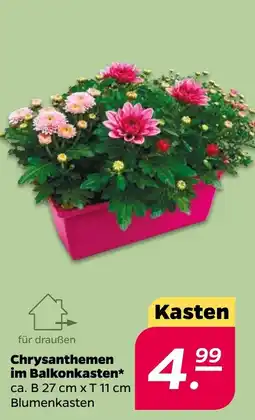 Netto Chrysanthemen im Balkonkasten* Angebot