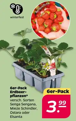 Netto 6er-Pack Erdbeer-pflanzen* Angebot