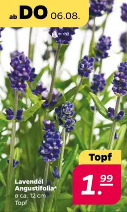 Netto Lavendel Angustifolia* Angebot