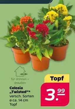 Netto Celosia „Twisted“* Angebot
