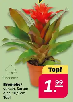 Netto Bromelie* Angebot