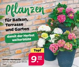 Netto Garten-Hortensie* Angebot