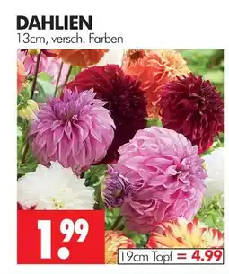 Wreesmann Dahlien 13 cm Angebot