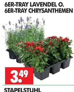 Wreesmann 6er-tray lavendel o. 6er-tray chrysanthemen Angebot